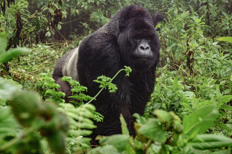 Imagen de Uganda- Gorilas & Chimpance