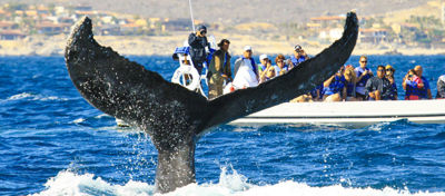 Imagen de Canada - Canada y Ballenas