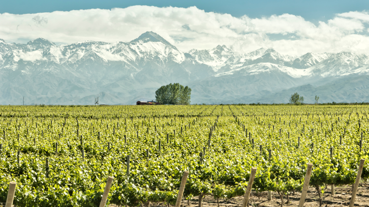 Imagen de Mendoza