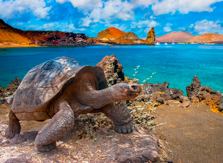 Imagen de Galápagos a tu alcance